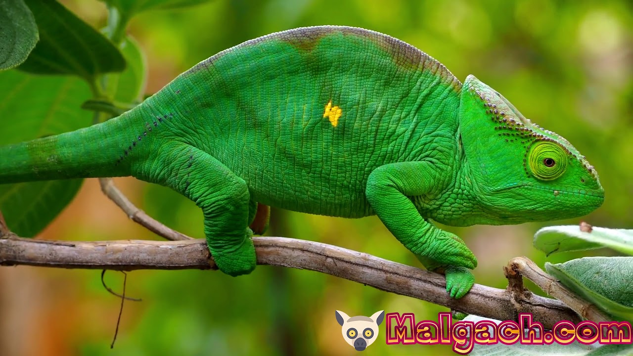 Madagacar By Drone 4K