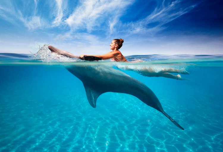 Swim with dolphins in Punta Cana